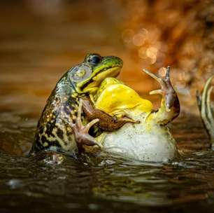 Prêmio revela as fotos mais engraçadas da vida selvagem