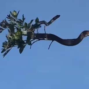 Mamãe beija-flor não se intimida diante de cobra e protege os filhotes no ninho