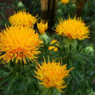 Cártamo: benefícios da planta natural que combate inflamações e melhora a saúde