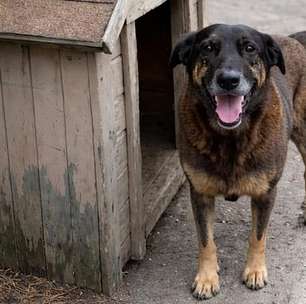 Polícia de SC cumpre mandados de busca e apreensão em investigação sobre morte do cão Orelha