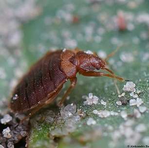 Sem predadores naturais, percevejo marrom asiático ameaça mais de 170 plantas no Brasil