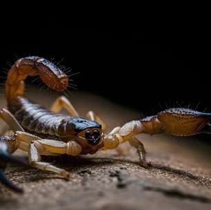 Picadas de escorpião aumentam no Brasil: saiba como se prevenir e o que fazer em caso de acidente