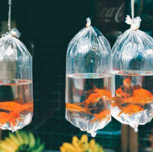 Peixinho minúsculo de aquário surpreende como grande predador dos lagos