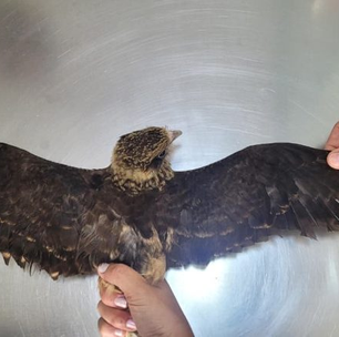 Filhote de Gavião Carrapateiro é resgatado em rodovia de Paraty