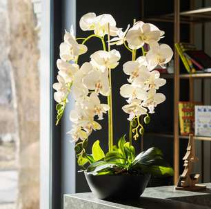 Feng shui: 10 flores que turbinam o fluxo das energias positivas