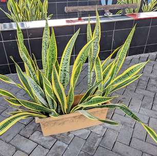 Da lavanda ao girassol: veja qual planta cada signo deve ter em casa