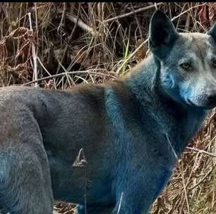Por que ficaram assim? Coloração azul de cães de Chernobyl impressiona cientistas