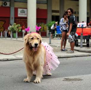 Carnaval e pets: sinais de que seu cão não deve ir aos blocos