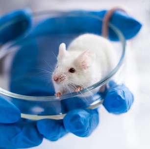 Era considerado uma sentença de morte: cientistas na Espanha conseguem fazer tumores de câncer de pâncreas desaparecerem