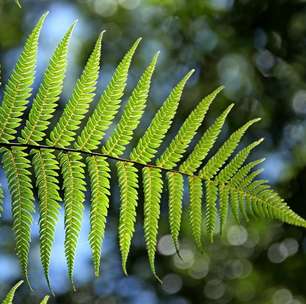 Plantas que se destacam pelas belas folhagens