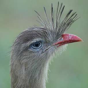 Além das aves: a diversidade das cristas no mundo animal