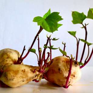 Batatas com brotos são seguras para comer? A ciência tem uma resposta bastante clara