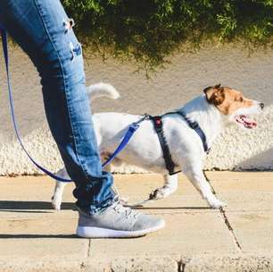 Como cuidar dos pets no calor: 6 orientações importantes