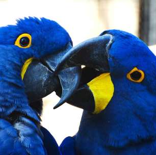 Carinho animal: espécies que se beijam e se abraçam no mundo selvagem