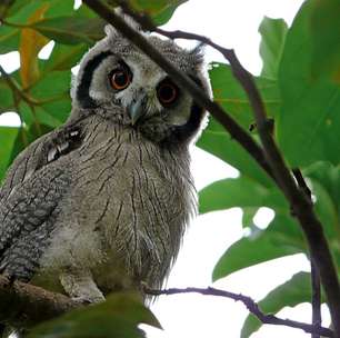 Corujas são símbolos de sorte, mas também de morte: extremos da ave que exala mistério