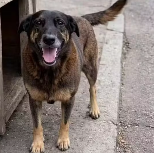 Justiça de SC autoriza exumação do corpo do cão Orelha e busca por novas provas