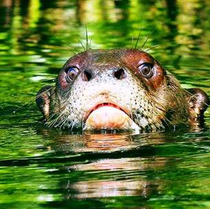 Ariranha gigante reaparece nas águas do Cone Sul após décadas de ausência