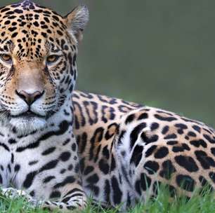 Safari brasileiro: descubra a vida selvagem de Foz do Iguaçu