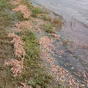 Milhares de camarões são encontrados mortos no Rio Tietê; veja vídeo
