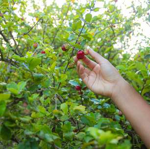 A queridinha dos quintais brasileiros: árvore que dá sombra, fruta o ano todo e até folhas para chá