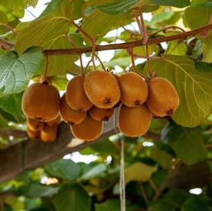 Nem mamão, nem ameixa: fruta com nome engraçado é rica em fibras e nova aliada de quem sofre com intestino preso