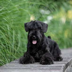 7 raças de cachorro pequenas e pretas