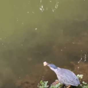 Pássaro esperto usa pão como isca, captura o peixe e surpreende a web