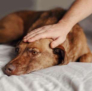 Maus-tratos a animais: como identificar e onde denunciar