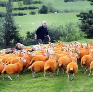 Ovelhas laranja de Cumbria: quando a cor vira proteção e atração turística
