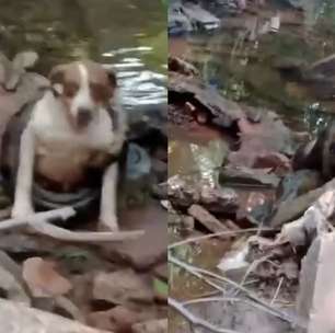 Sucuri de seis metros é flagrada enrolada em cachorra no interior de SP