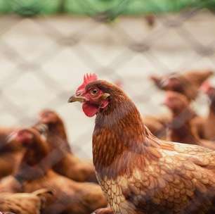 Empresa chilena com sete décadas de história fecha as portas após surto de gripe aviária