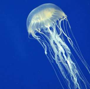 Água-viva ou caravela? Como identificar, quando aparecem e qual causa mais dor