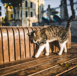 Acabe com o cheiro da caixa de areia dos gatos: soluções simples e eficazes