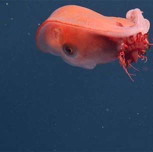 Um dos polvos mais misteriosos do mundo é registrado por pesquisadores no Oceano Pacífico