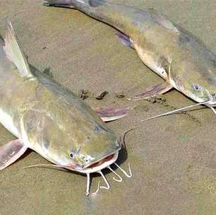 Presença de bagres com ferrão venenoso gera alerta em São Paulo