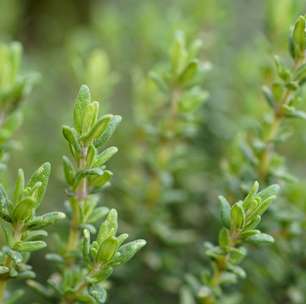 Tomilho: confira os benefícios desta erva para a saúde