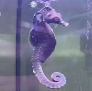 Pra quem não viu: Cavalo-marinho raro foi 'pescado' por engano