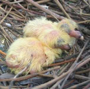 Entenda por que filhotes de pombos nunca estão nas ruas