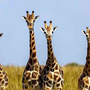 Curiosidades além do pescoço: conheça mais sobre as girafas