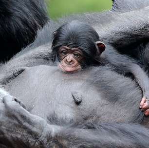 Bebê chimpanzé vira o mais novo integrante do Zoológico de SP, e nome será escolhido pelo público