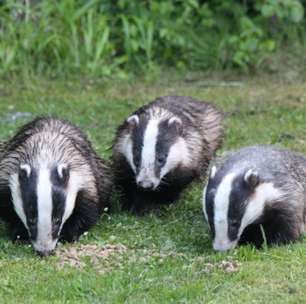 Com aparência inconfundível, texugo leva curiosa vida na natureza