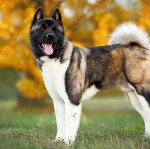 Akita americano: conheça as características do cachorro dessa raça