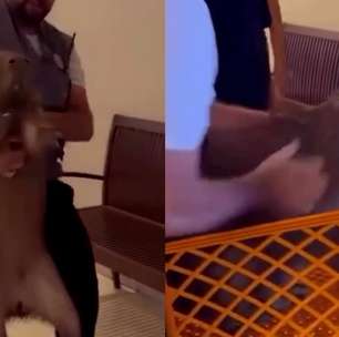 Capivara é retirada em carrinho após ser flagrada em supermercado no Acre