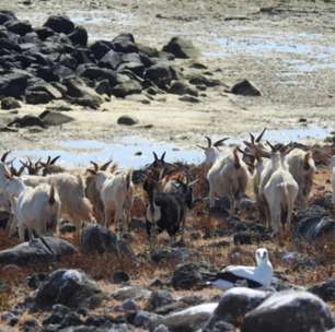 Simbólicas em várias culturas, cabras também ajudam na geração de renda