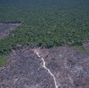 Para ser Net Zero até 2050, Brasil precisa de mais rigor no controle do desmatamento e degradação de biomas