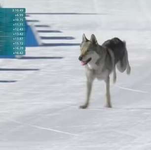 Olimpíada de Inverno: Cachorro invade pista, confunde sensor e altera resultado do Brasil