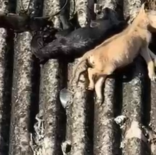 Mulher é presa por jogar cachorros mortos no telhado de uma casa no bairro de Inhoaíba