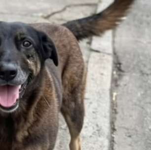 MPSC conclui que cão Orelha não morreu por agressões de adolescentes, e pede arquivamento do caso
