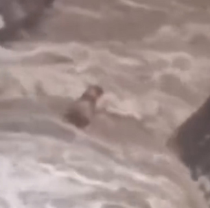 Cachorro cego e surdo é resgatado após ficar ilhado em cachoeira no RJ; veja