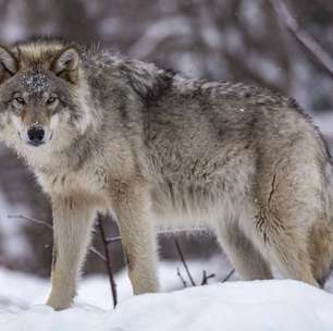 Coiote x lobo: força, astúcia e quem leva vantagem